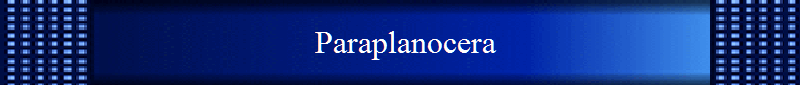 Paraplanocera