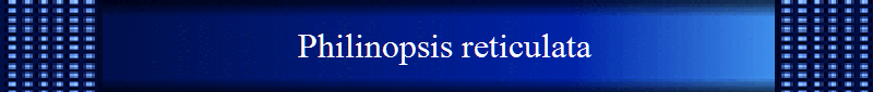Philinopsis reticulata