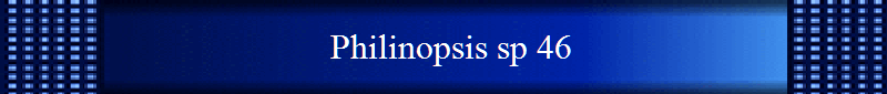 Philinopsis sp 46