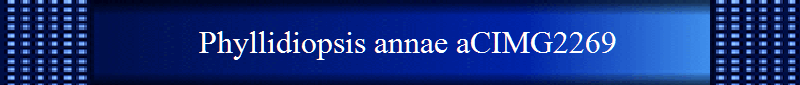 Phyllidiopsis annae aCIMG2269