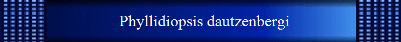 Phyllidiopsis dautzenbergi