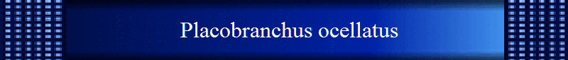 Placobranchus ocellatus