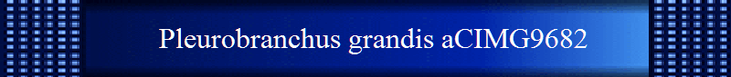 Pleurobranchus grandis aCIMG9682