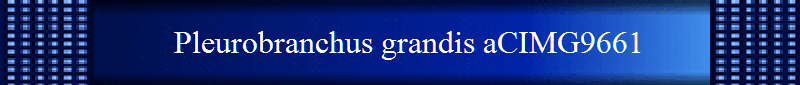 Pleurobranchus grandis aCIMG9661