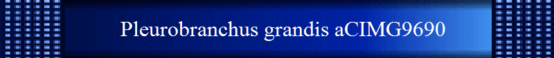 Pleurobranchus grandis aCIMG9690