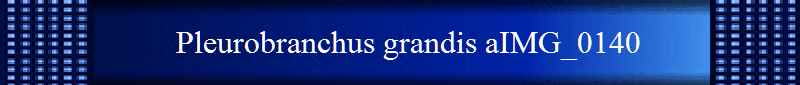 Pleurobranchus grandis aIMG_0140