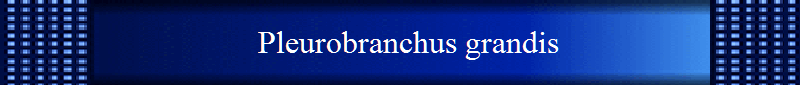 Pleurobranchus grandis