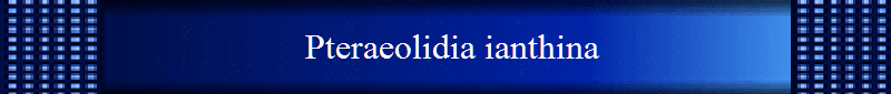 Pteraeolidia ianthina