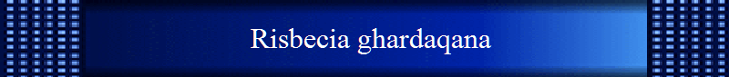 Risbecia ghardaqana