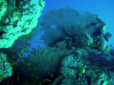 0409-1 (51)