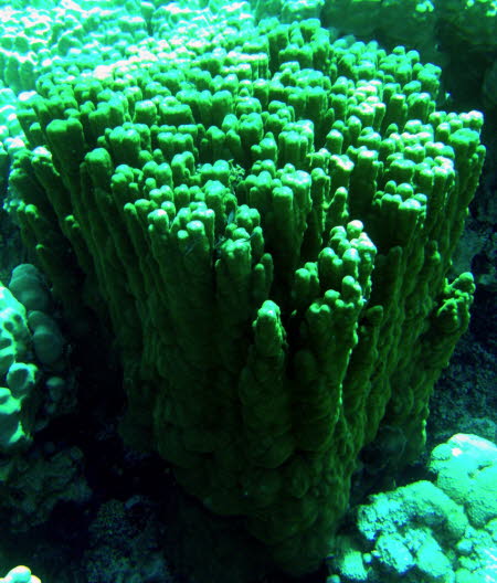 0709-1 (120)