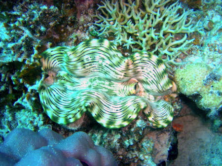 0709-1 (122)