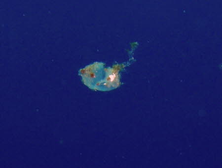0709-1 (52)