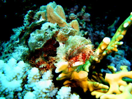 ACIMG9826