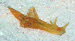 Aplysia punctata aCIMG8857
