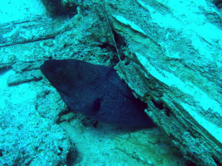 Bildx (80)