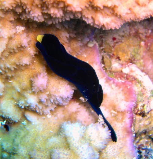 Chelidonura flavolobata 0709-1 (37)