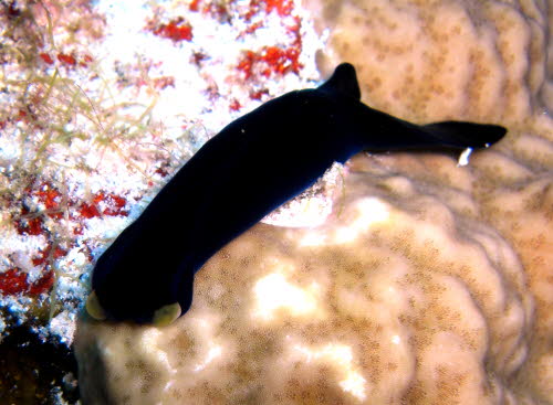 Chelidonura flavolobata ArchivBild (270)