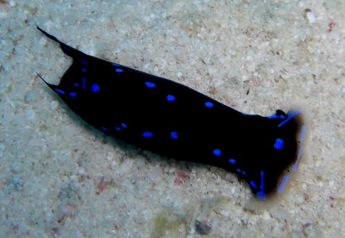 Chelidonura livida ArchivBild (664)