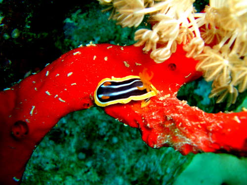 Chromodoris africana ArchivBild (3123)