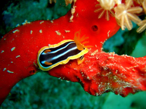 Chromodoris africana ArchivBild (3124)