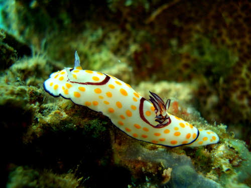 Chromodoris annulata 0409-1 (130)
