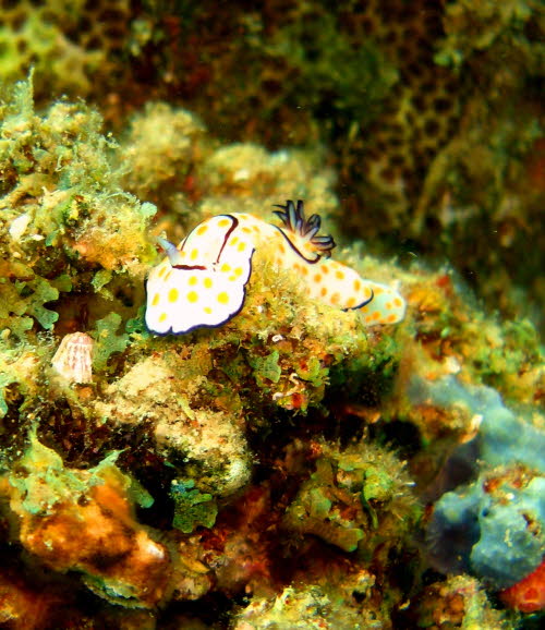 Chromodoris annulata 0409-1 (132)