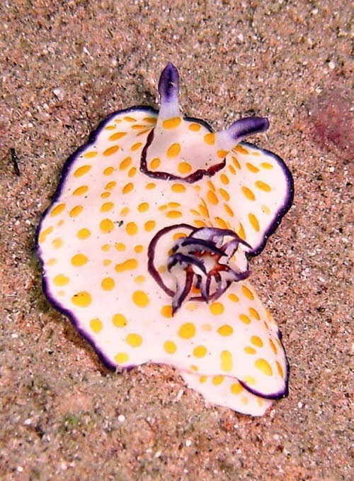 Chromodoris annulata aCIMG4043