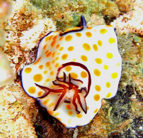 Chromodoris annulata aCIMG8780
