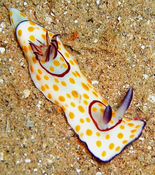 Chromodoris annulata aCIMG8801