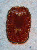 Chromodoris chalottae  aCIMG8525