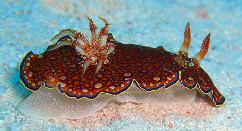 Chromodoris chalottae  aCIMG8533