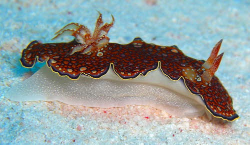 Chromodoris chalottae  aCIMG8534