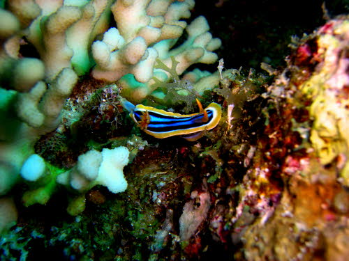 Chromodoris elizabethiana 0409-1 (201)