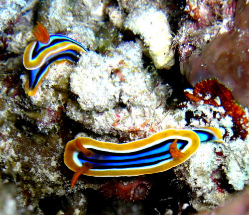 Chromodoris elizabethiana 0409-1 (223)