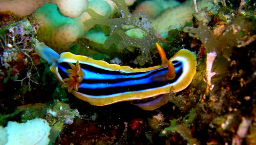 Chromodoris elizabethiana aaCIMG1351