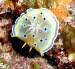 Chromodoris geminus  aCIMG0040