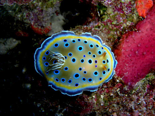 Chromodoris geminus 0409-1 (180)