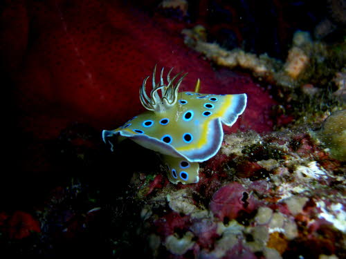 Chromodoris geminus 0409-1 (181)