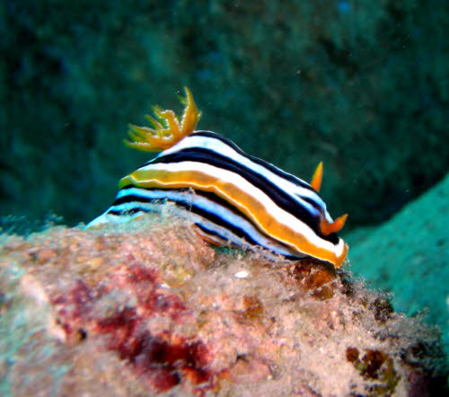 Chromodoris magnifa Bildx (165)