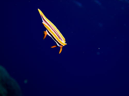 Chromodoris quadricolor (1140)