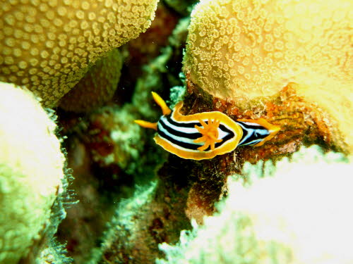 Chromodoris quadricolor (1688)