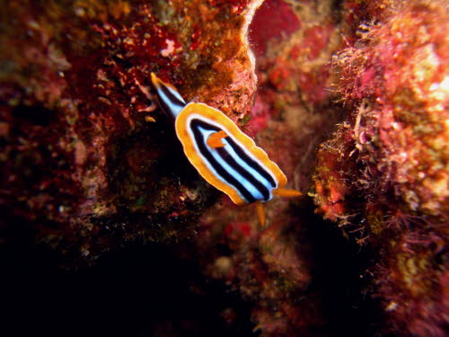 Chromodoris quadricolor (3726)