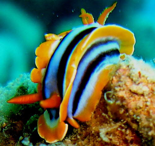 Chromodoris quadricolor (390)