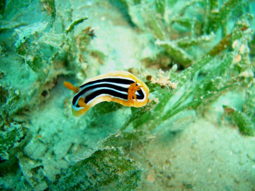 Chromodoris quadricolor (3978)