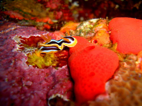 Chromodoris quadricolor (4349)