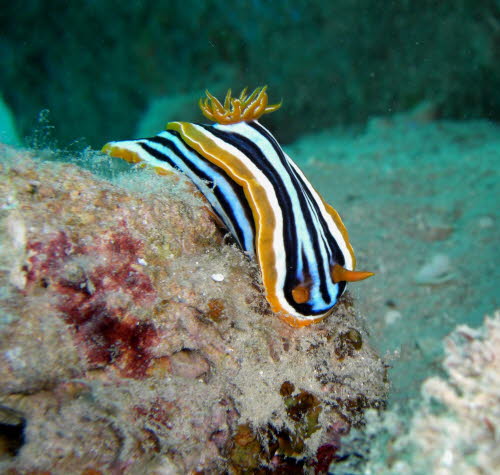 Chromodoris quadricolor (67)