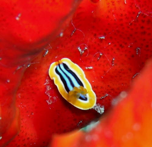Chromodoris quadricolor (69)