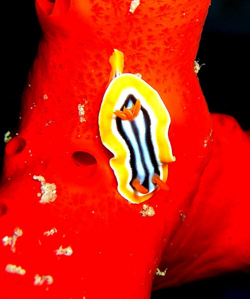 Chromodoris quadricolor aCIMG4886