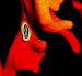 Chromodoris quadricolor aCIMG4893